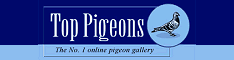 Top pigeons